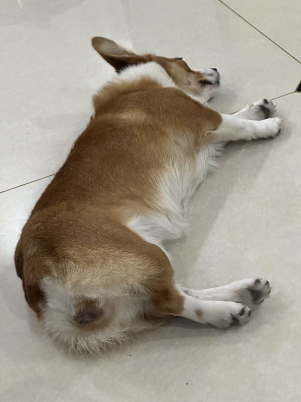 狗子照片