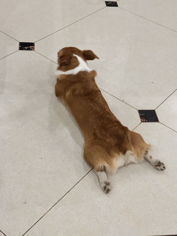 狗子照片