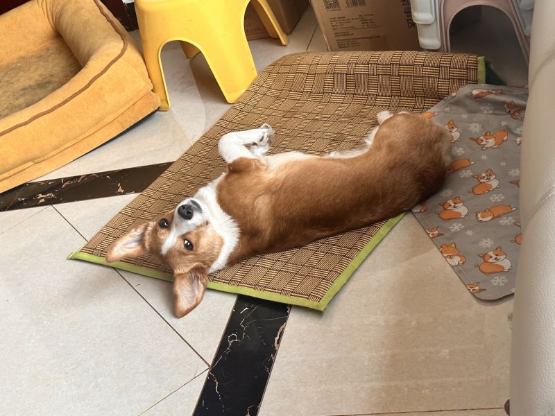 狗子照片