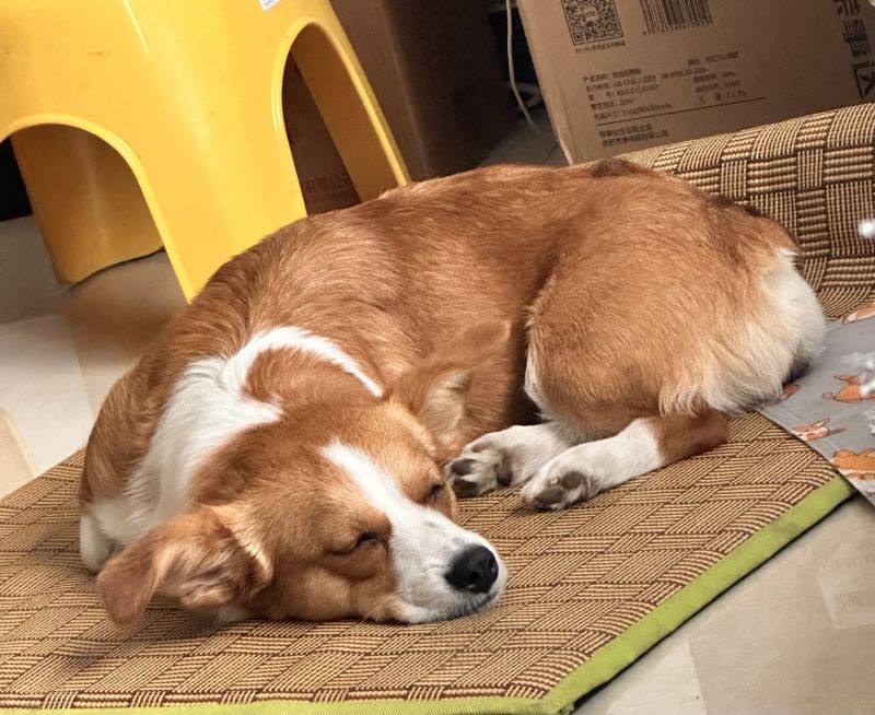 狗子照片