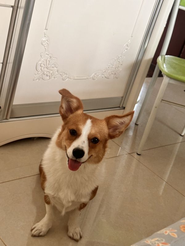 狗子照片