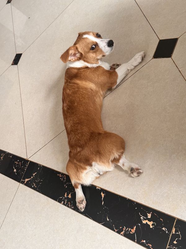 狗子照片