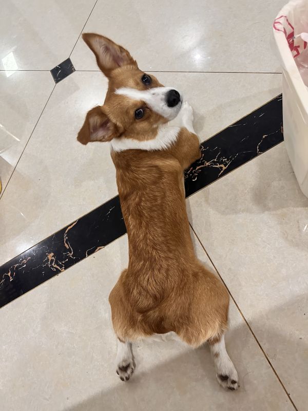 狗子照片