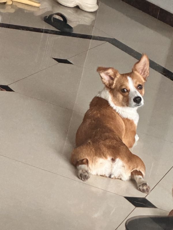 狗子照片