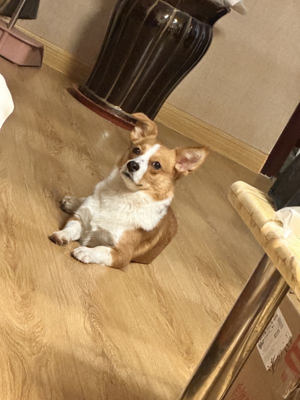 狗子照片