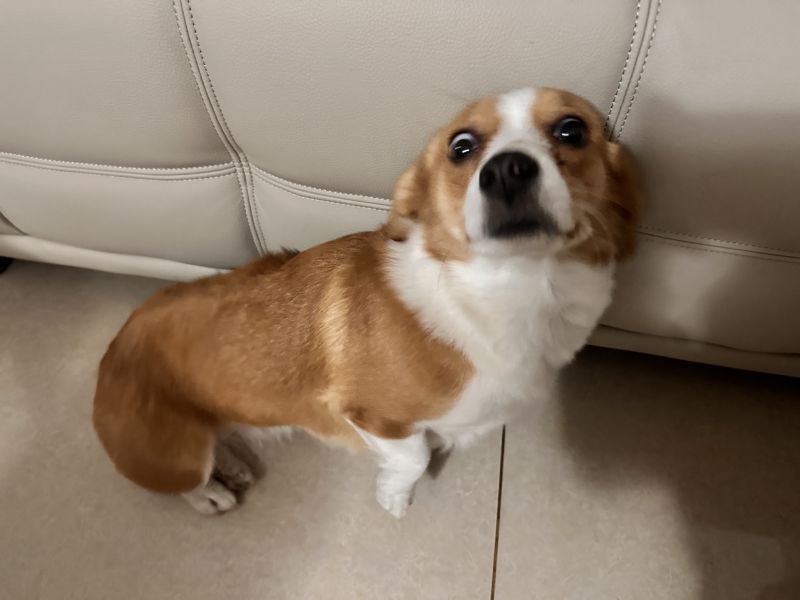 狗子照片