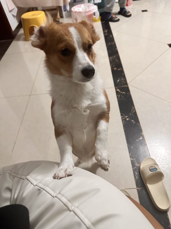 狗子照片
