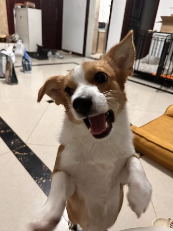 狗子照片