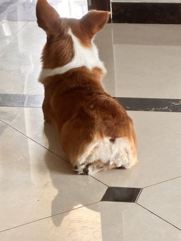 狗子照片