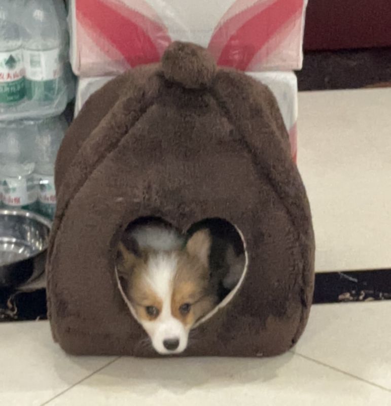 狗子照片