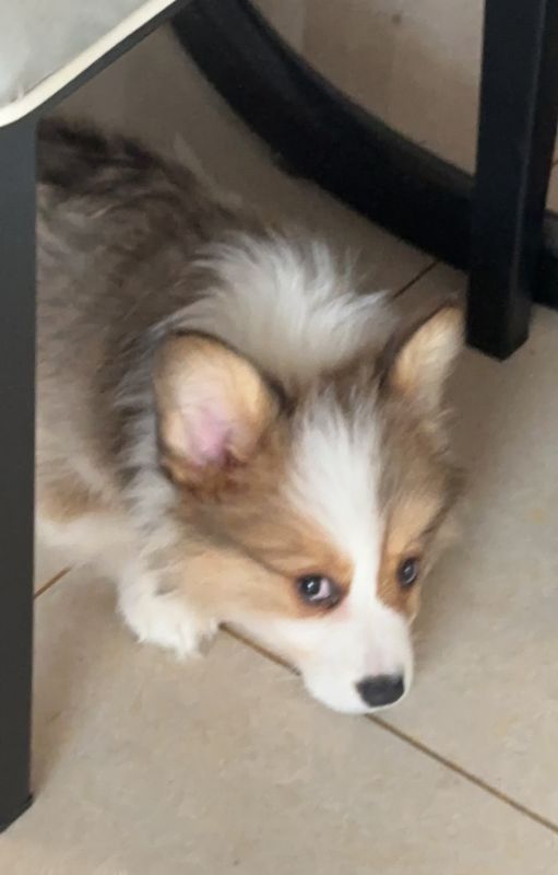 狗子照片