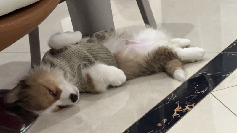 狗子照片