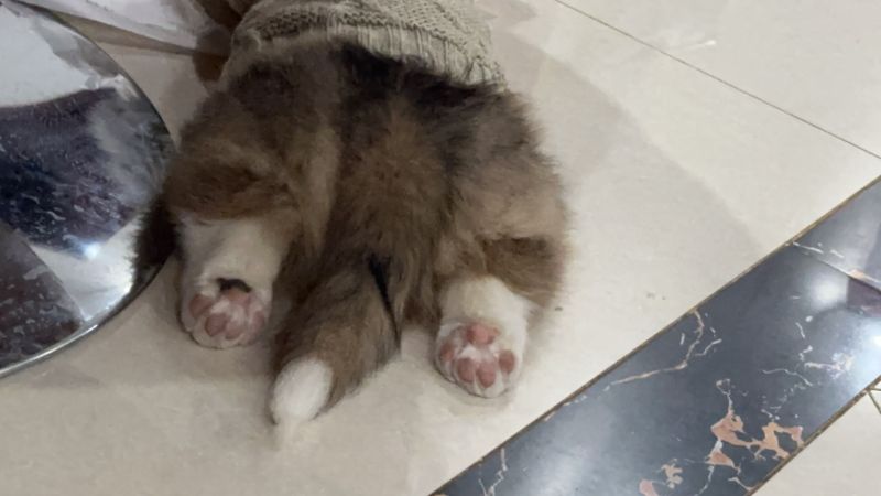 狗子照片